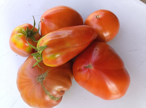 Aux Jardins des Colibris - 3kg assortiment de tomates anciennes Bio