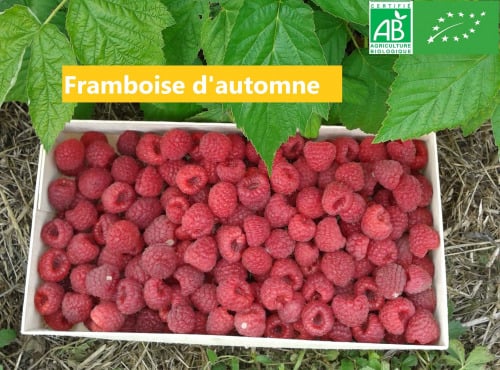 LES JARDINS DE KARINE - Framboise d'automne surgelée - 1 kg