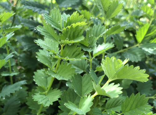 Nature et Saveurs - Ferme Aquaponique et Permacole Astérienne - Pimprenelle fraîche – l’aromatique vivace au goût de concombre