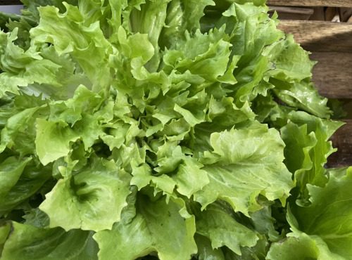 Le Potager de Sainte-Hélène - Salade Scarole