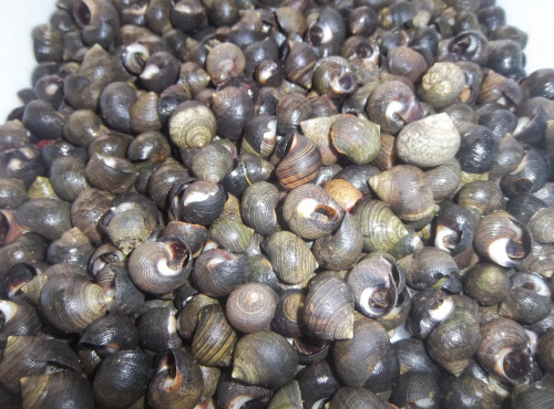 Saveurs Océanes IO - Bigorneaux cuits – 500g