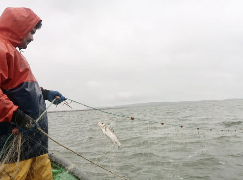 Pêcheur Toni  Micheau - Bar Sauvage De Méditérannée - 800g