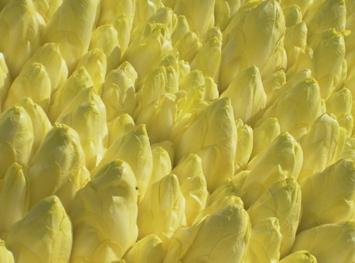 Maréchal Fraicheur - Endives - 1 kg