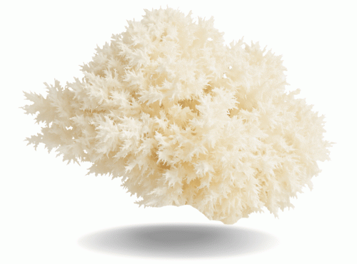 Naturélium - L’hydne corail 500g