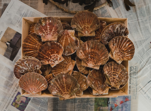 Thalassa Tradition - Coquilles St Jacques vivantes Normandie - 10 kg