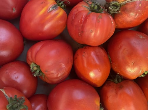 Des Poules et des Vignes à Bourgueil - Tomates pour sauces, salades