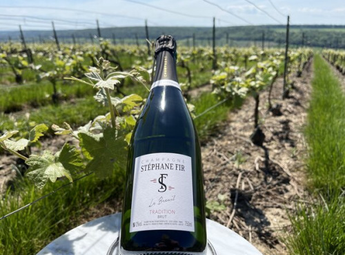 Champagne Stéphane Fir - Champagne Brut - 3 X 75 Cl