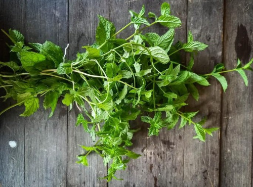 Eauzons ! - Menthe marocaine