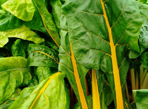 Nature et Saveurs - Ferme Aquaponique et Permacole Astérienne - Jeune blette jaune Pamella - 250g