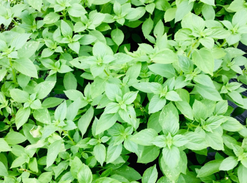 Maison Argentain - Basilic Citron Vert - 70g