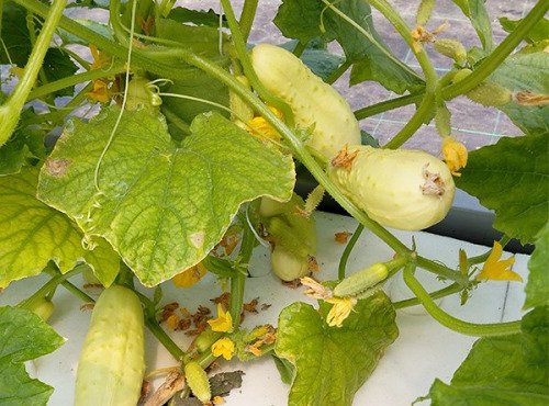 Nature et Saveurs - Ferme Aquaponique et Permacole Astérienne - Concombre Blanc Hatif Parisien