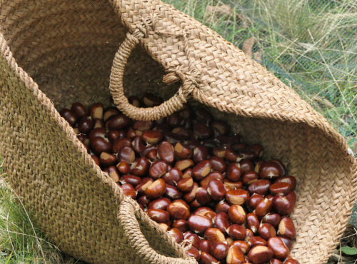 L'Art des Châtaignes - Châtaignes fraîches d'Ardèche AOP et Bio - Comballe - 1kg