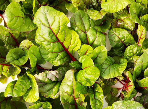 Nature et Saveurs - Ferme Aquaponique et Permacole Astérienne - Jeune blette rouge Charlotte - 250g