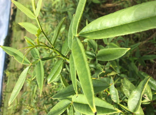 Botanist & Exception - Vinaigre de cidre - Poivre dit de Timut breton