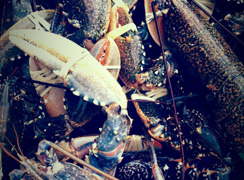Thaëron - Homards bretons épatés vivants - 400 g