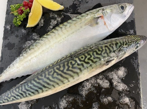 Notre poisson - Maquereaux vidé étêter 100/200g en lot de 1kg