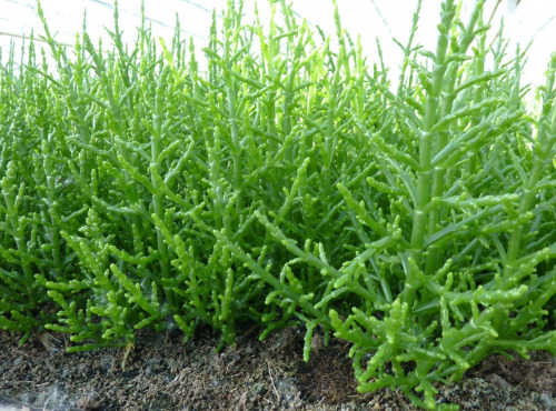 AQUADIS NATURELLEMENT - Salicorne Fraîche De Culture