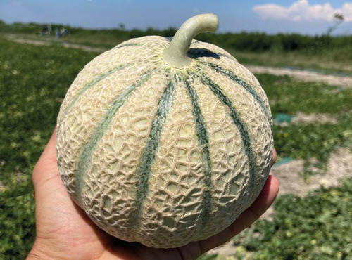 Les Champs Paradis - melon type charentais