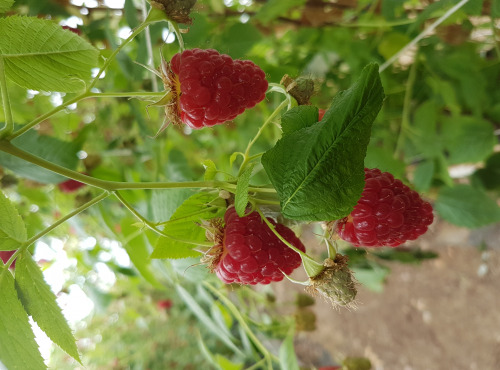 La Fraise de La Baule - Confiture de Framboises