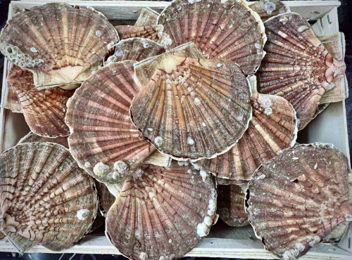 Armement Providence - Coquilles St Jacques Entières Vivantes de la Baie de St Brieuc 13kg