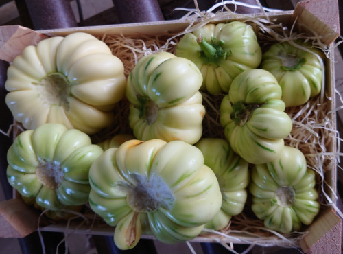 Maison du Pruneau - Cueillette du Gascon - Aubergine Djakatou 1kg