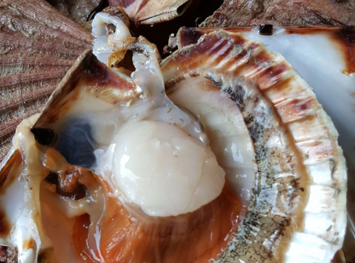 Saint Kerber - Cancale - (PRECOMMANDE) Saint Jacques de plongée - 3 kg
