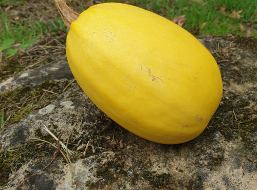 La Ferme de Milly - Anjou - COURGE SPAGHETTI-BIO