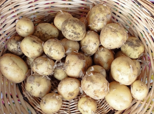 La Ferme de Milly - Anjou - pommes de terre nouvelles - BIO - 1kg