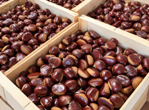 Naturélium - Châtaigne d’Ardèche Comballe extra gros calibre – 1 kg, 2,5 kg ou 5 kg