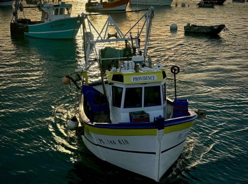 Armement Providence - Noix de St Jacques Fraîches (sans corail) Baie de St Brieuc 500g en direct du pêcheur