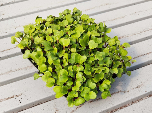 Nature et Saveurs - Ferme Aquaponique et Permacole Astérienne - Micropousse de radis vert – coupée fraîche, prête à l’emploi