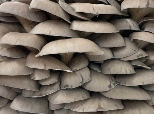 Naturélium - Le pleurote en huître (Pleurotus ostreatus) 500g