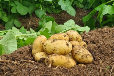 La Ferme de Goas Per - 500gr Pomme de terre nouvelle