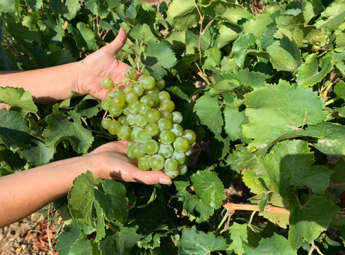 Délit de Gourmandise - Raisin Muscat Blanc du Roussillon Bio - 3kg