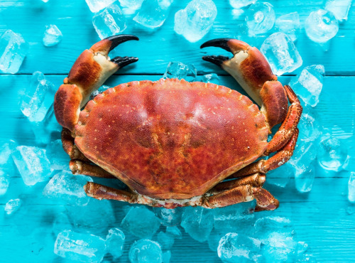 La Paysanne des Mers - Tourteaux vivants - 800g