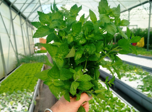 Nature et Saveurs - Ferme Aquaponique et Permacole Astérienne - Menthe poivrée – Fraîcheur intense et notes mentholées