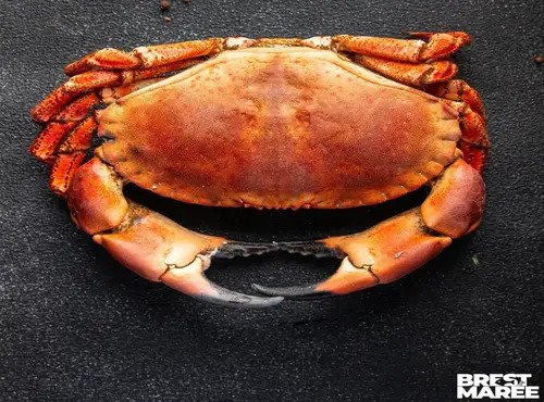 Brest Marée - Tourteaux Mâles - pièce de 900g