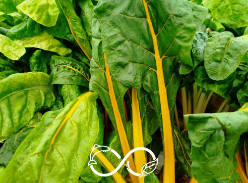 Nature et Saveurs - Ferme Aquaponique et Permacole Astérienne - Jeune blette jaune Pamella – couleur douce et finesse végétale