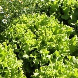 Nature et Saveurs - Ferme Aquaponique et Permacole Astérienne - Laitue multifeuille blonde – Feuillage tendre et croquant