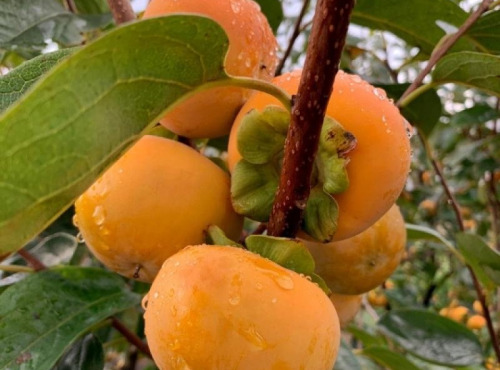 L’Oliveraie du Coudon - KAKI POMME 1Kg