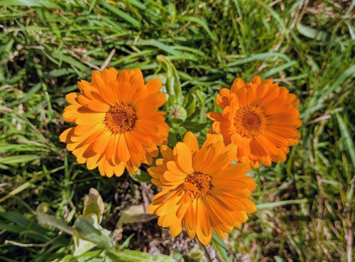 Nature et Saveurs - Ferme Aquaponique et Permacole Astérienne - Fleurs de souci calendula orange - 15g