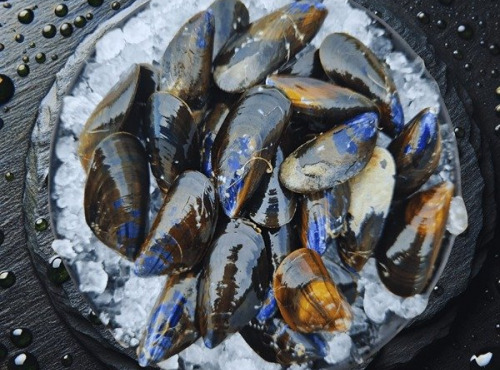 Famille Guezel - Moules de Bouchot de Pénestin 1,5kg