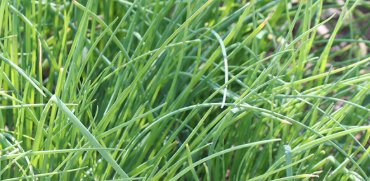 Agriloops - Ciboulette Agriloops - 11 g