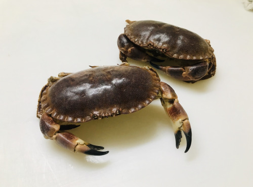 Mer Sea - Tourteau 800 Gr - Vivant