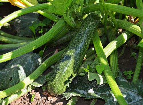 Le Châtaignier - Courgette 1kg