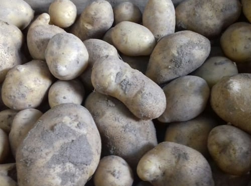 Multiproductions - Cédric Joliveau - Pomme De Terre Bintje 500g
