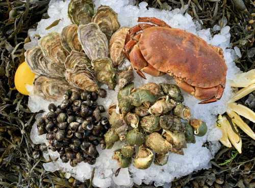 Thaëron - Plateau de la mer - Le Finistérien - 2,7 kg