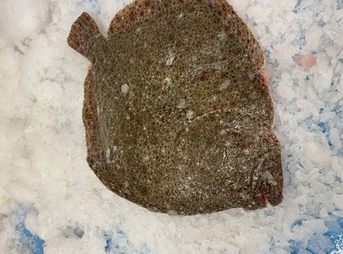 Notre poisson - Turbot sans tête - 400gr/1kg lots de 1kg