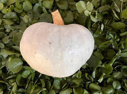 Cressonnière de Montmirault - Courge Bleue de Hongrie