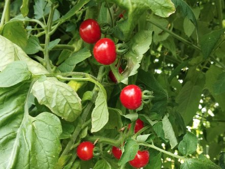 Nature et Saveurs - Ferme Aquaponique et Permacole Astérienne - Plant de tomate CERISE Mychorizé